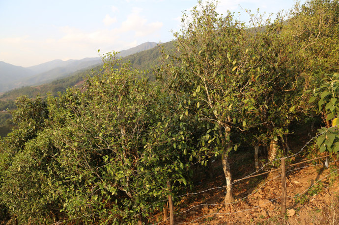 2021冰島壩歪古樹秋茶口感最接近冰島老寨！