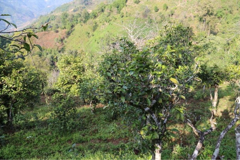 2021年冰島壩歪古樹秋茶，飲盡蘭花香，舒心又暢懷