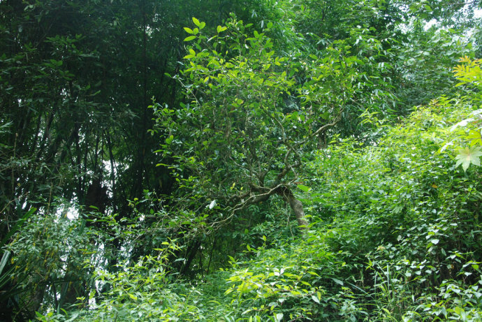 2021年冰島糯伍古樹秋茶| 甜出新高度，融在心底間~