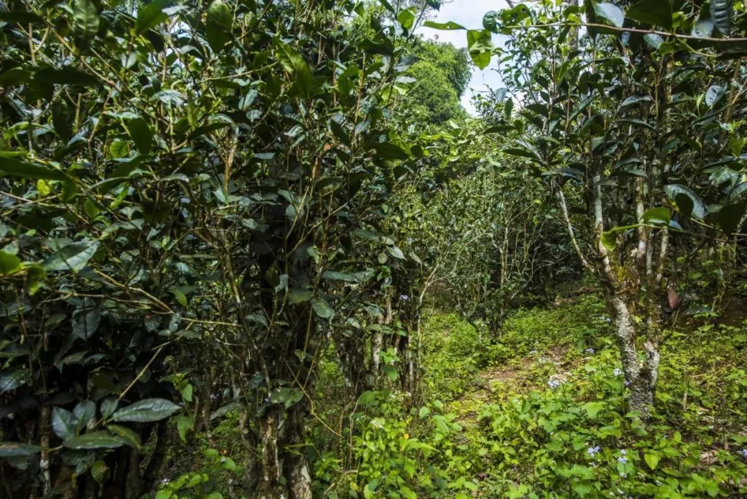 2021年冰島糯伍古樹秋茶口感是什么？