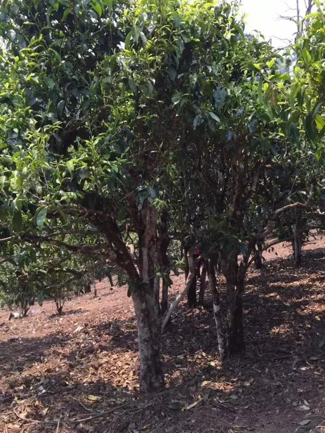 2021年冰島糯伍古樹秋茶特點(diǎn)？