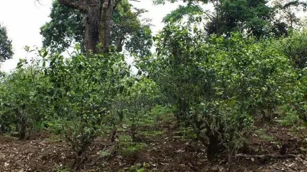 2021年冰島糯伍古樹秋茶多少錢一公斤？