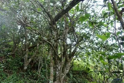 2021年昔歸古樹秋茶特點是什么？