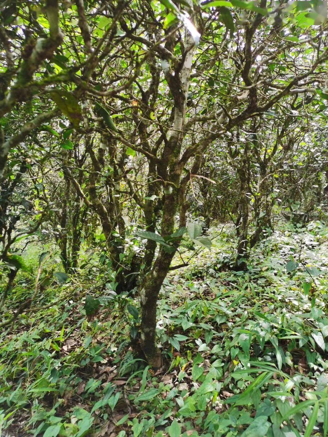 2021年昔歸古樹秋茶價格多少錢？