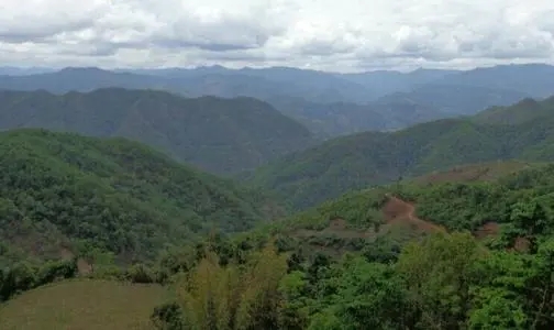 2021那罕古樹秋茶特點？