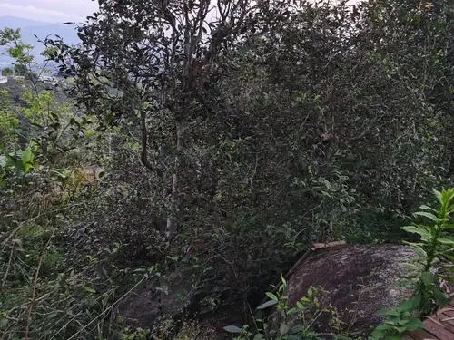 2021年那罕古樹(shù)秋茶價(jià)格是多少？