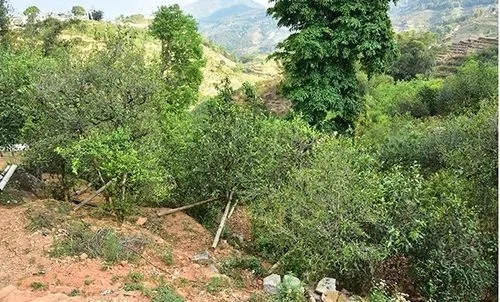 2021那罕古樹秋茶為何被稱為小昔歸？