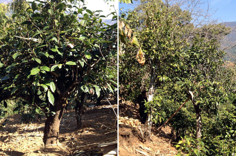 2021年忙肺古樹秋茶特點(diǎn)是什么？