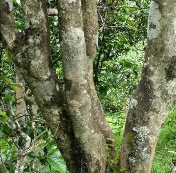 2021年忙肺古樹(shù)秋茶多少一公斤？