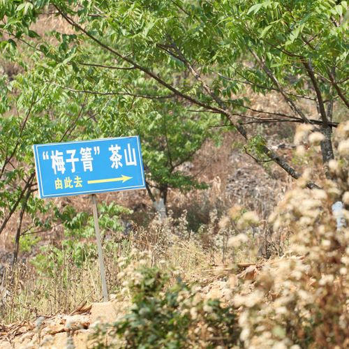 2021年梅子箐古樹(shù)秋茶口感！