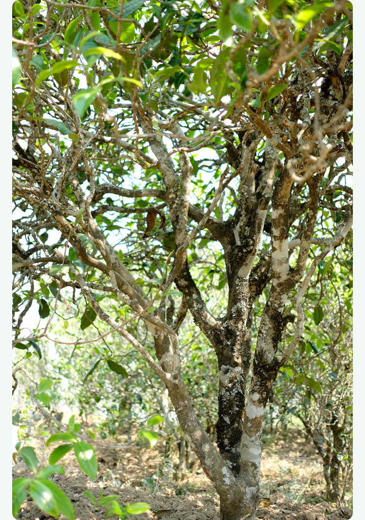 2021梅子箐古樹(shù)秋茶甜如冰島、香似昔歸:人間三月,怎么少得了梅子箐?