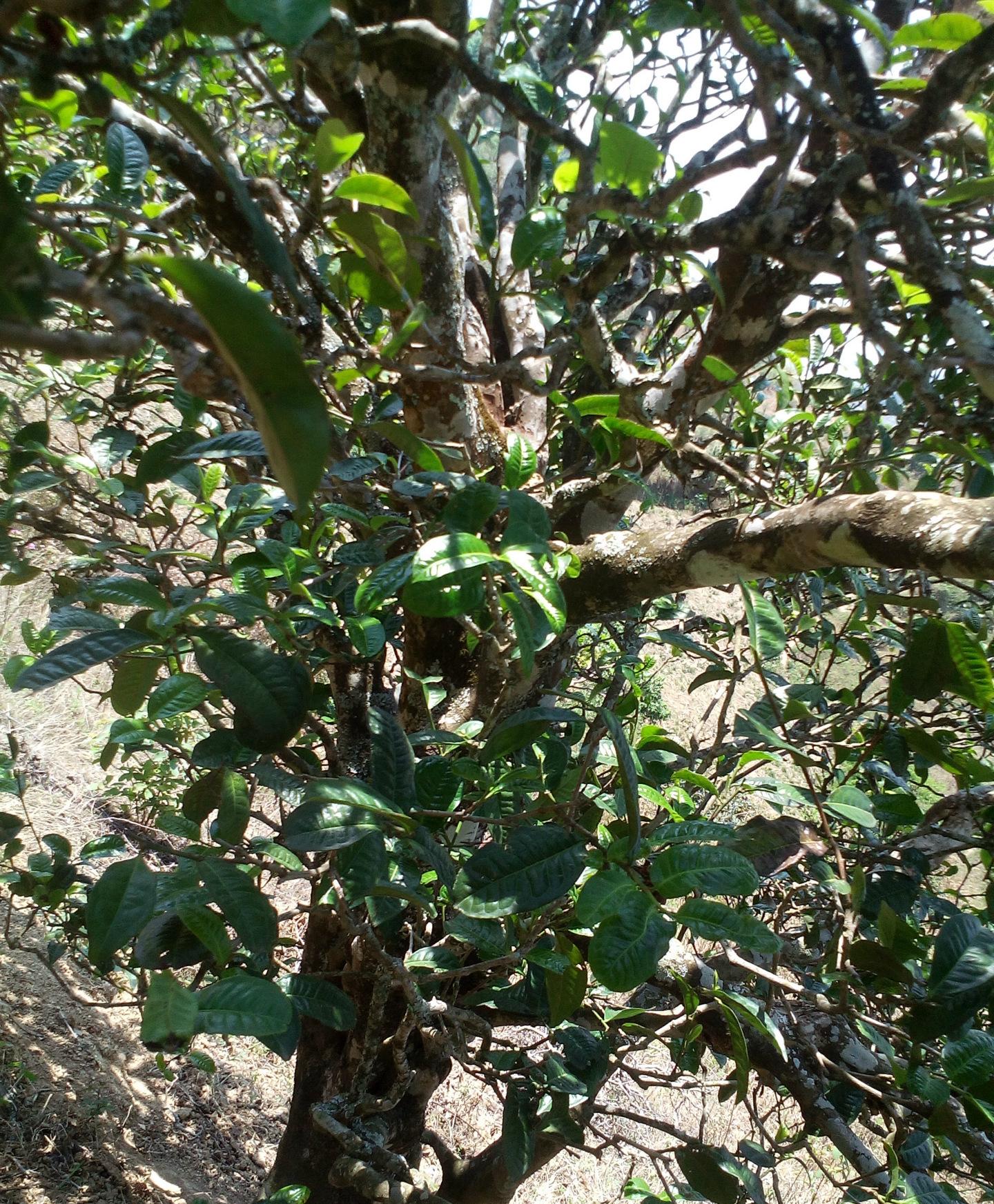 2021年巖子頭古樹(shù)秋茶特點(diǎn)？