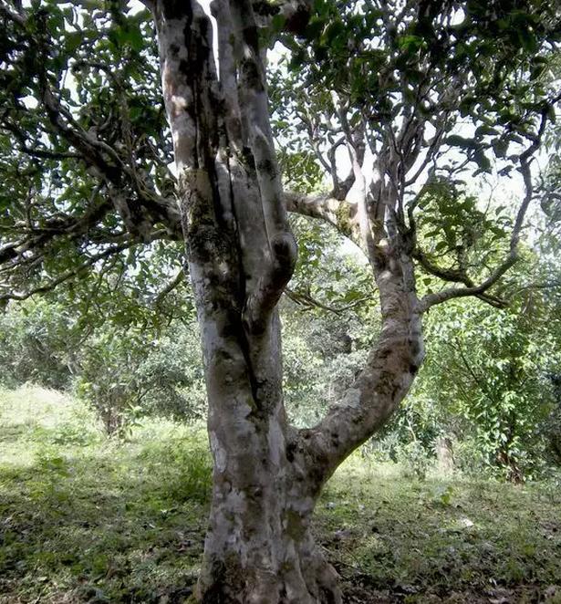 2021年巖子頭古樹秋茶，亂石出好茶！