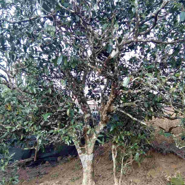 2021馬鞍山古樹(shù)秋茶口感？