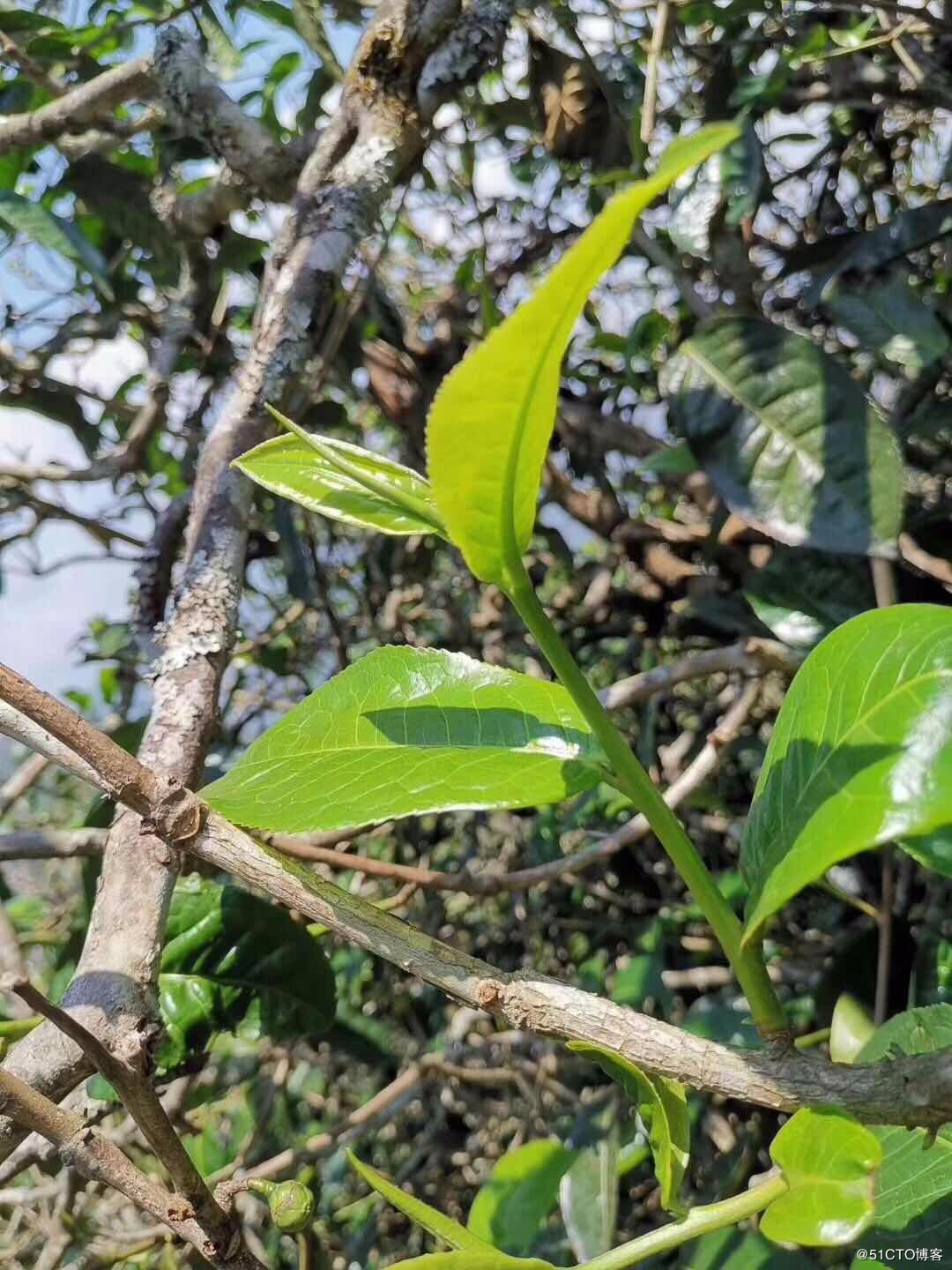 2021鎮(zhèn)康.馬鞍山古樹(shù)秋茶——這塊被遺忘的古茶園阿