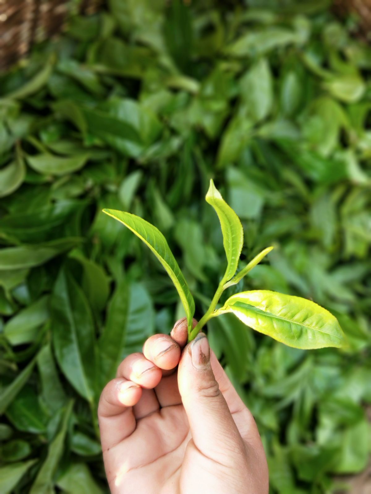 2021年馬鞍山古樹(shù)秋茶特點(diǎn)是什么？