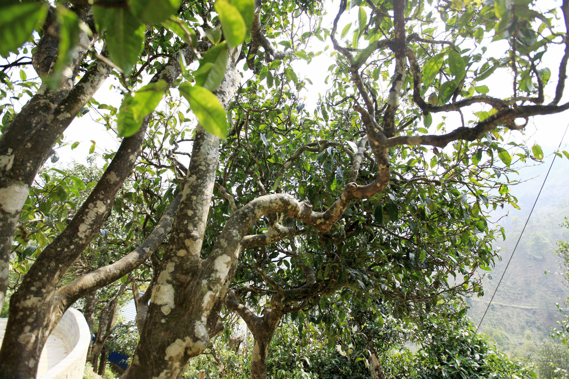 2021年馬鞍山古樹(shù)秋茶價(jià)值如何？