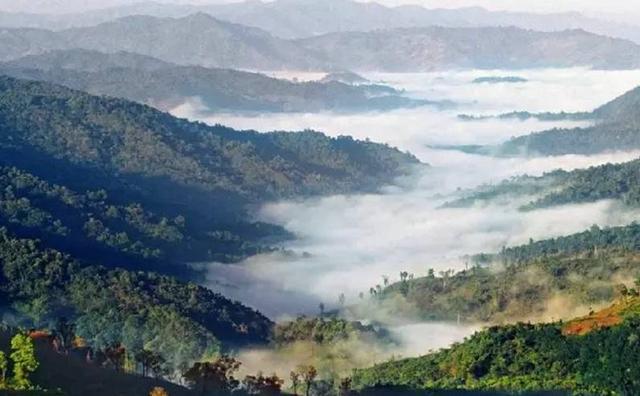 2021白鶯山古樹(shù)秋茶特點(diǎn)？