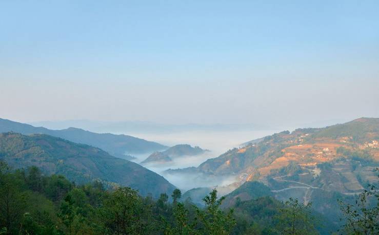 2021年白鶯山古樹秋茶白鶯聚居之地，普洱茶樹的天堂