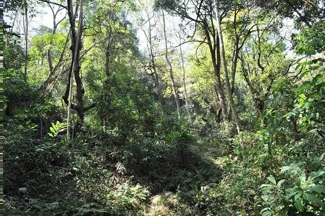 2021年老班章古樹(shù)秋茶特點(diǎn)？