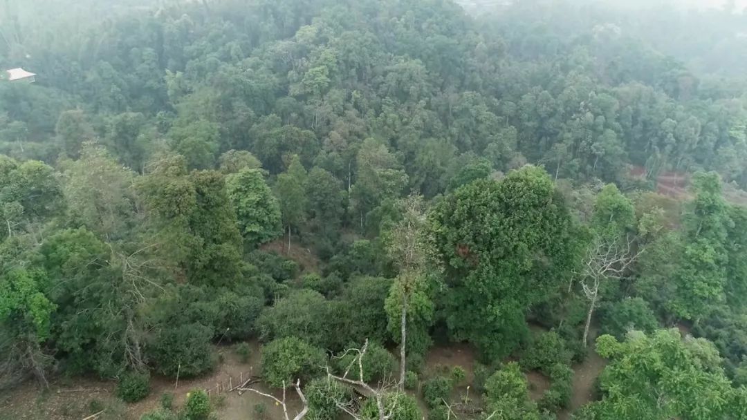 2021年新班章古樹(shù)秋茶口感是什么？