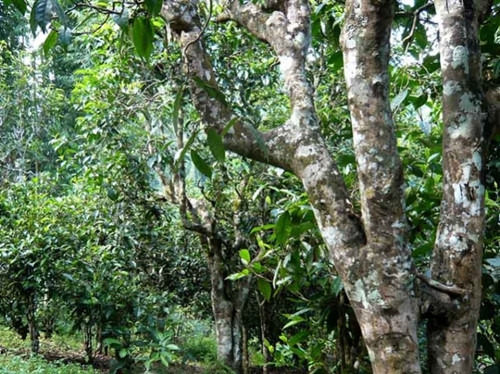 2021老曼峨古樹(shù)秋茶多少錢(qián)一公斤？