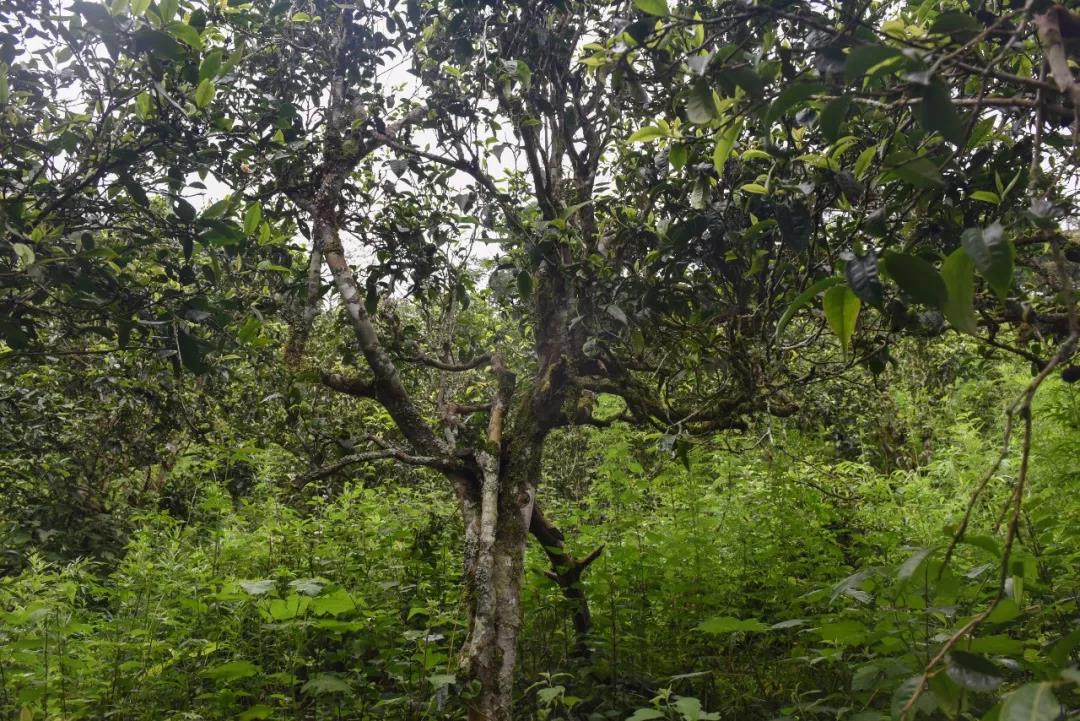 2021年班章茶區(qū)壩卡囡古樹(shù)秋茶口感？