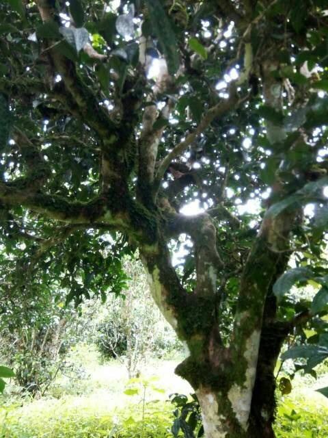 2021年班章茶區(qū)壩卡囡古樹秋茶多少錢一公斤？