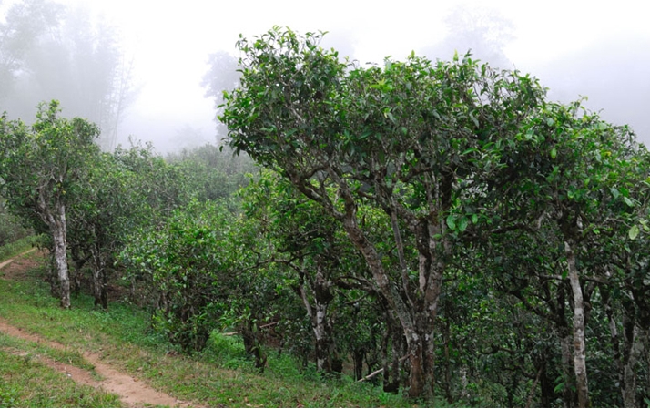 2021年班章茶區(qū)壩卡囡秋茶布朗茶系中的甜茶類！