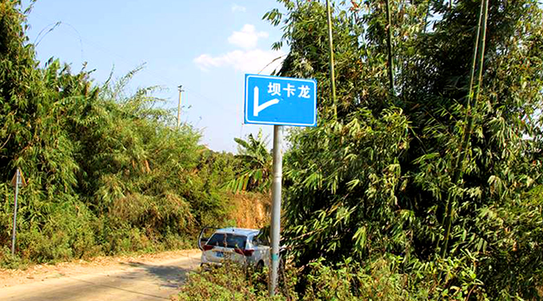 2021班章茶區(qū)壩卡竜古樹秋茶特點！