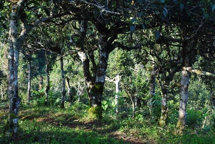 2021年賀開古樹秋茶口感！