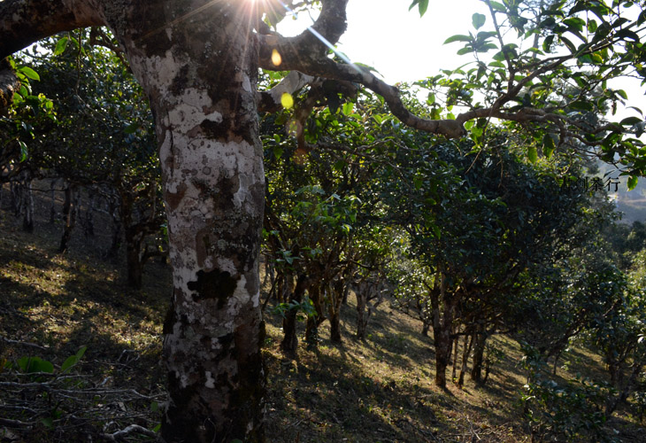 2021年班盆古樹秋茶特點(diǎn)？