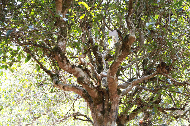 2021年班盆古樹秋茶口感？