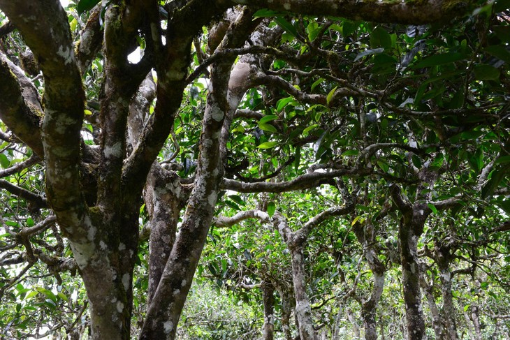 2021年老班章“鄰居”，班盆古樹秋茶茶來(lái)了！
