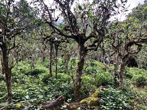 2021年班盆古樹秋茶多少錢一公斤？