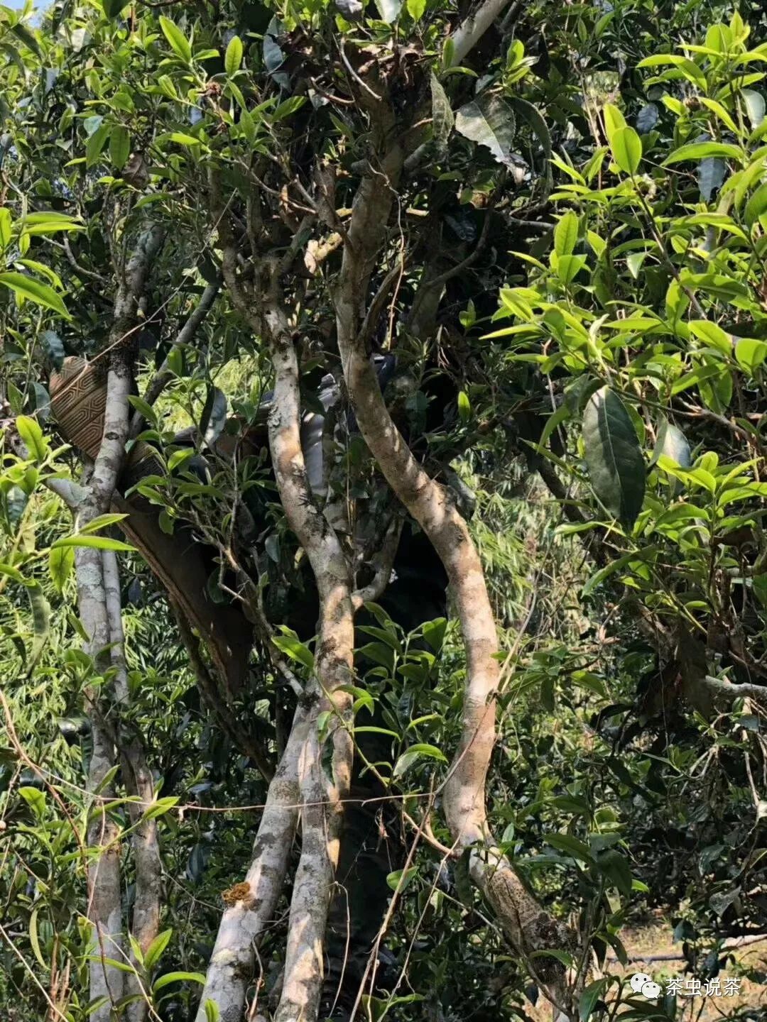 2021年廣別老寨古樹秋茶價(jià)格？