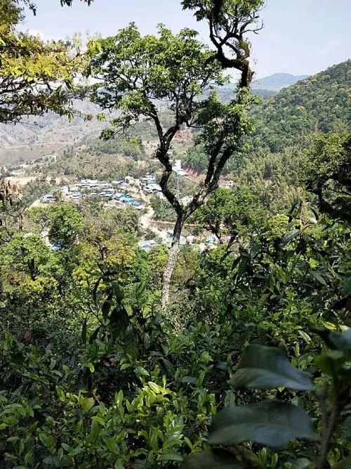 2021年勐宋那卡古樹秋茶價格？