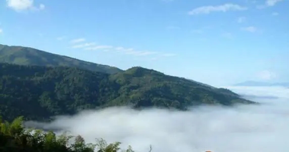 2021年滑竹梁子古樹品鑒實錄？