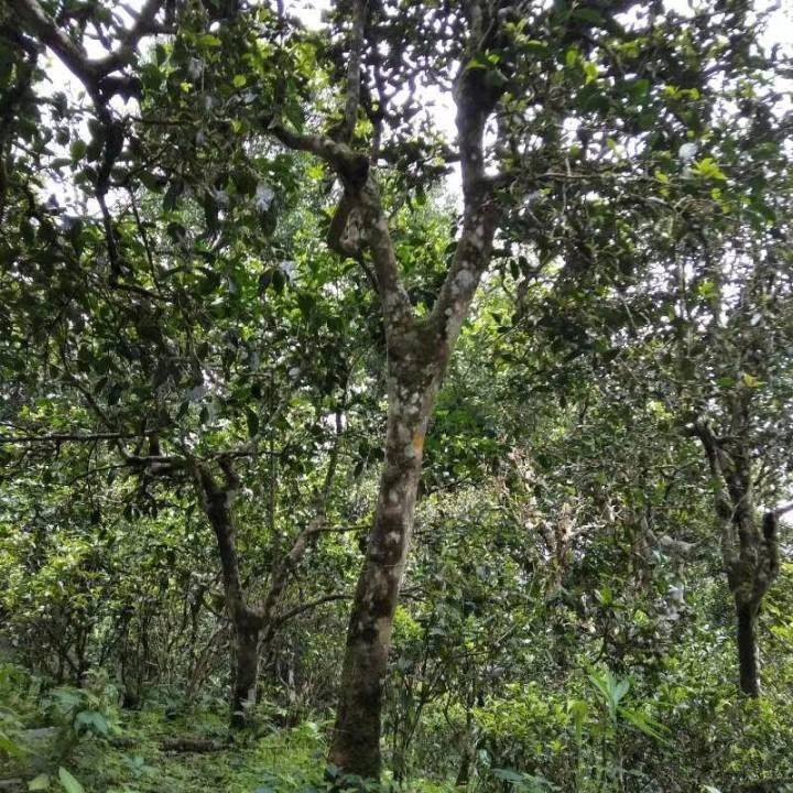 2021年巴達(dá)山章朗古樹秋茶口感？