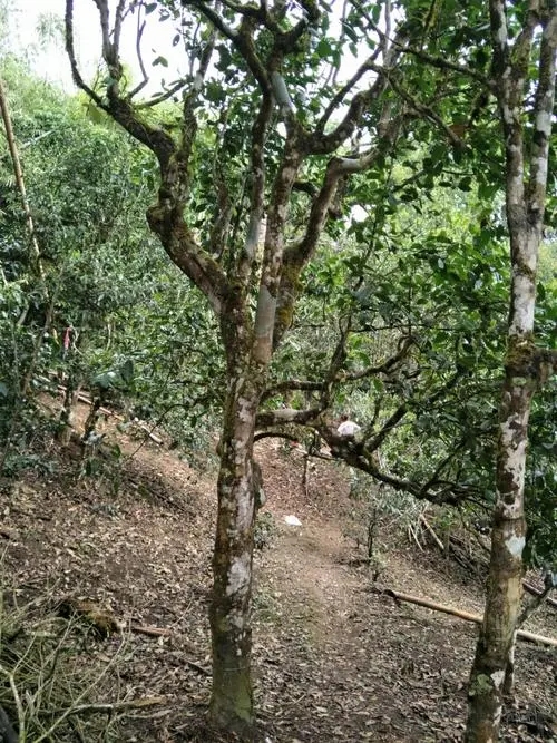 2021年巴達(dá)山章朗古樹(shù)秋茶價(jià)格？