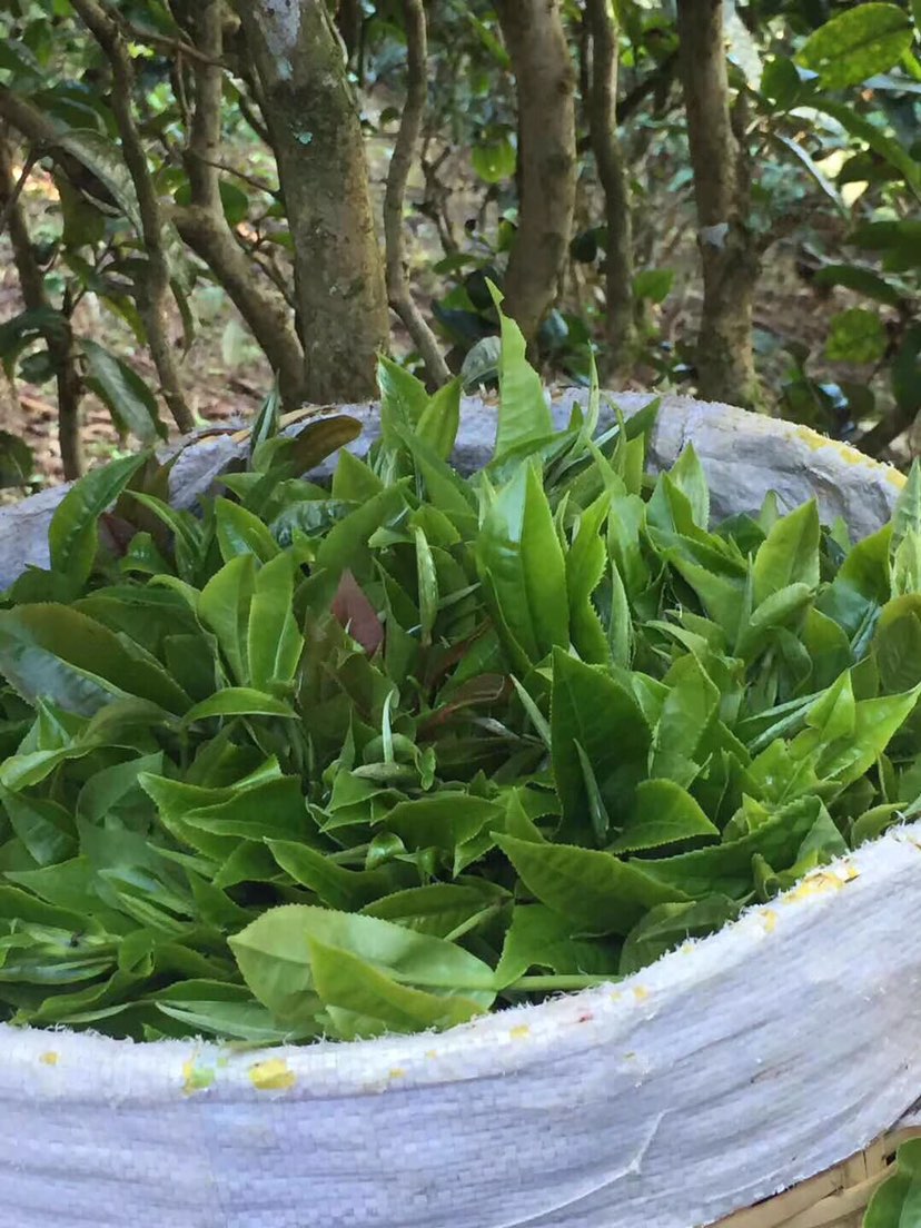 2021年巴達(dá)山章朗古樹(shù)秋茶多少錢(qián)一公斤？