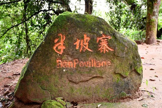 2021年南糯山半坡老寨古樹(shù)秋茶口感？