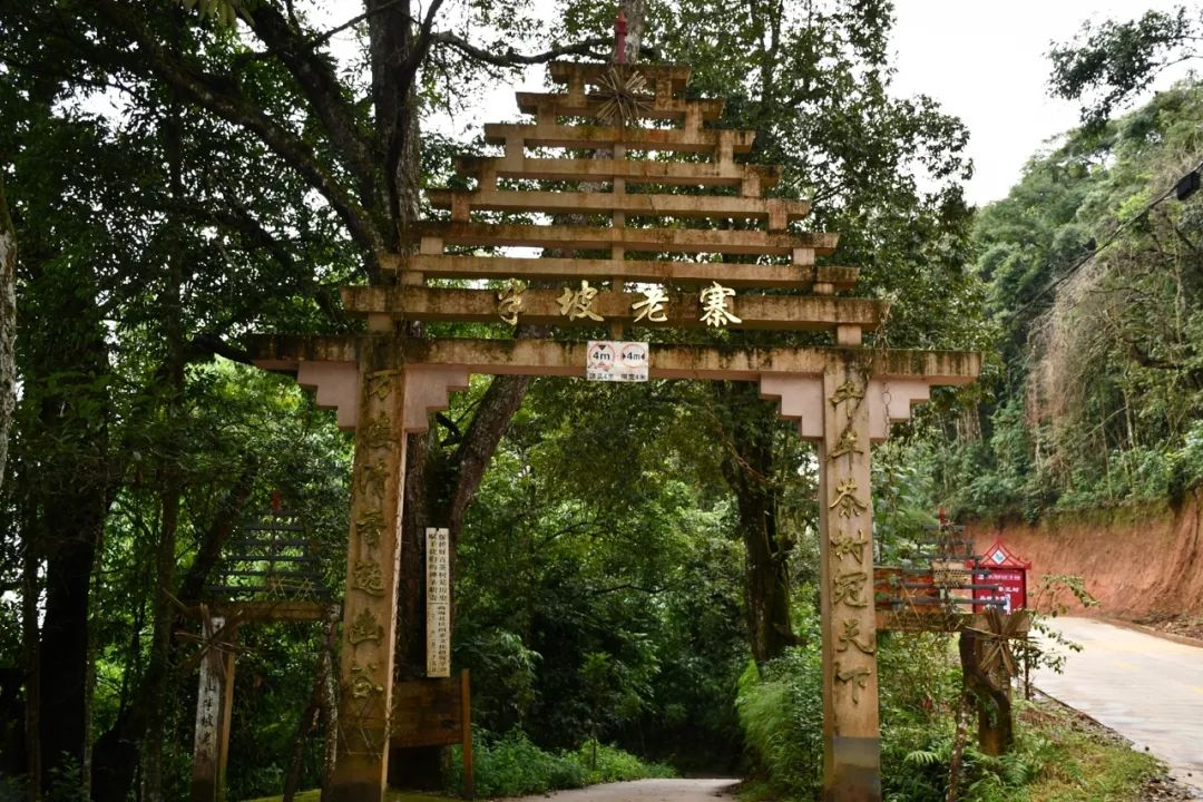 2021年南糯山半坡老寨古樹秋茶特點(diǎn)？