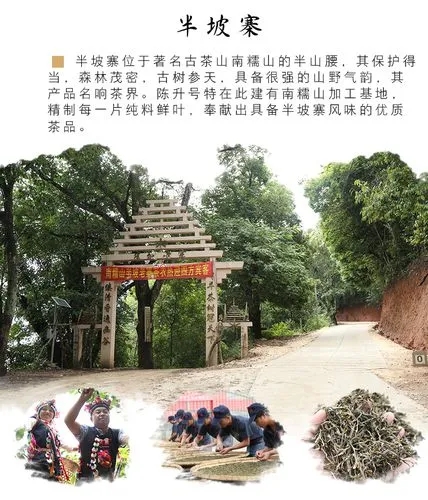 2021年南糯山半坡老寨古樹秋茶品鑒！