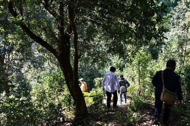 2021年南糯山拔瑪老寨古樹秋茶特點是什么？