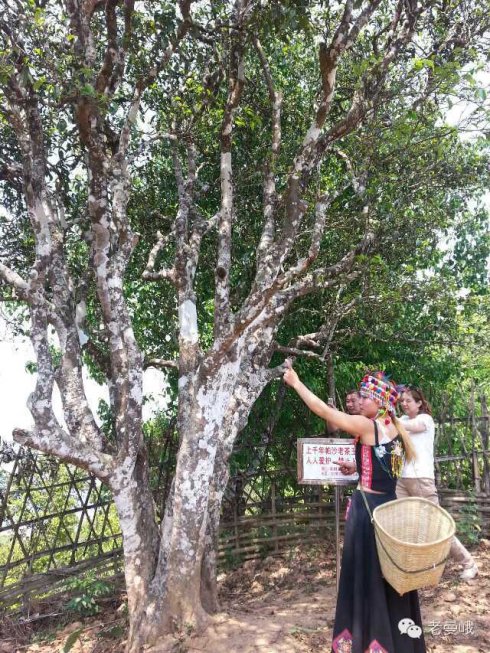 2021年帕沙古樹(shù)秋茶價(jià)格是多少？