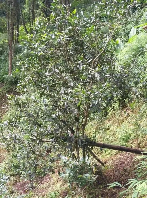 2022年須立貢茶古茶山詳解！