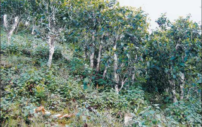 2022年須立貢茶普洱茶繞不開的古茶山！