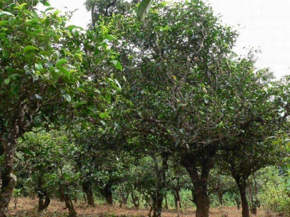 2022年須立貢茶為何備受皇室青睞!揭秘！