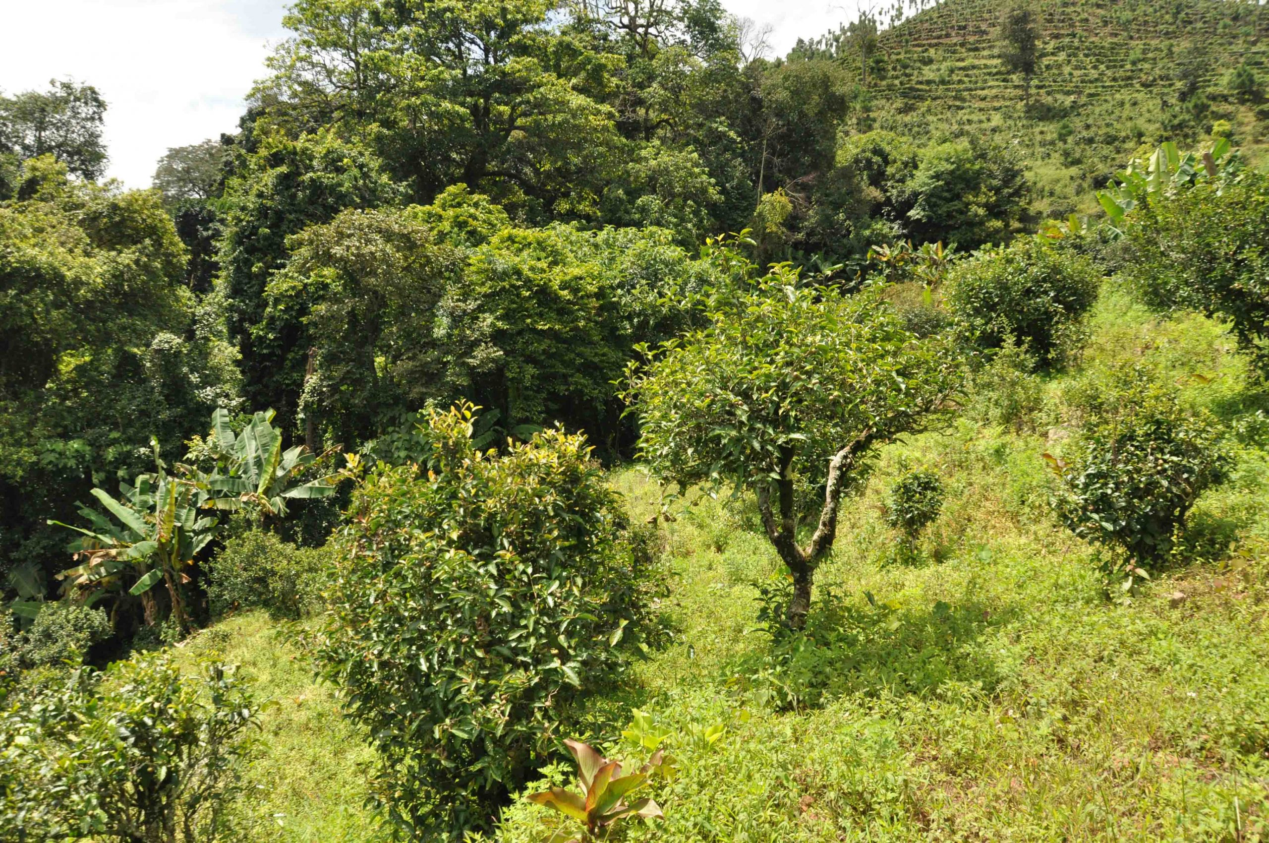 2022年迷倒皇帝的貢茶-迷帝古樹春茶特點？